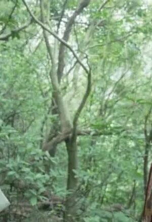 Tam quốc phiên bản av : lưu bị giúp đỡ em dân nữ lạc trong rừng – zphimsex.Top